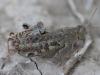 Calliptamus sp.